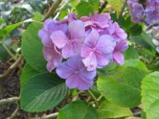 Little Purple Flowers.JPG